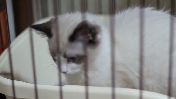 [MKTKOTO]日本ASMR主播助眠视频合集 62